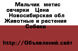 Мальчик, метис овчарки › Цена ­ 1 000 - Новосибирская обл. Животные и растения » Собаки   